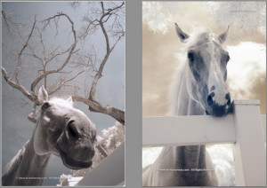 horses in infrared